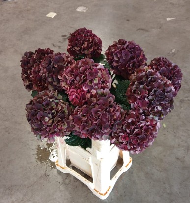 Hortensia Hol. D. Ruby Classic 65cm �16/18