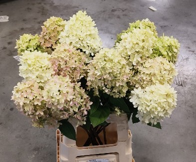 Hortensia Hol. Candle 60cm �8/10 Verde