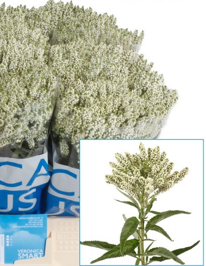 Veronica Smart Wave 60cm Bl. 'T20'
