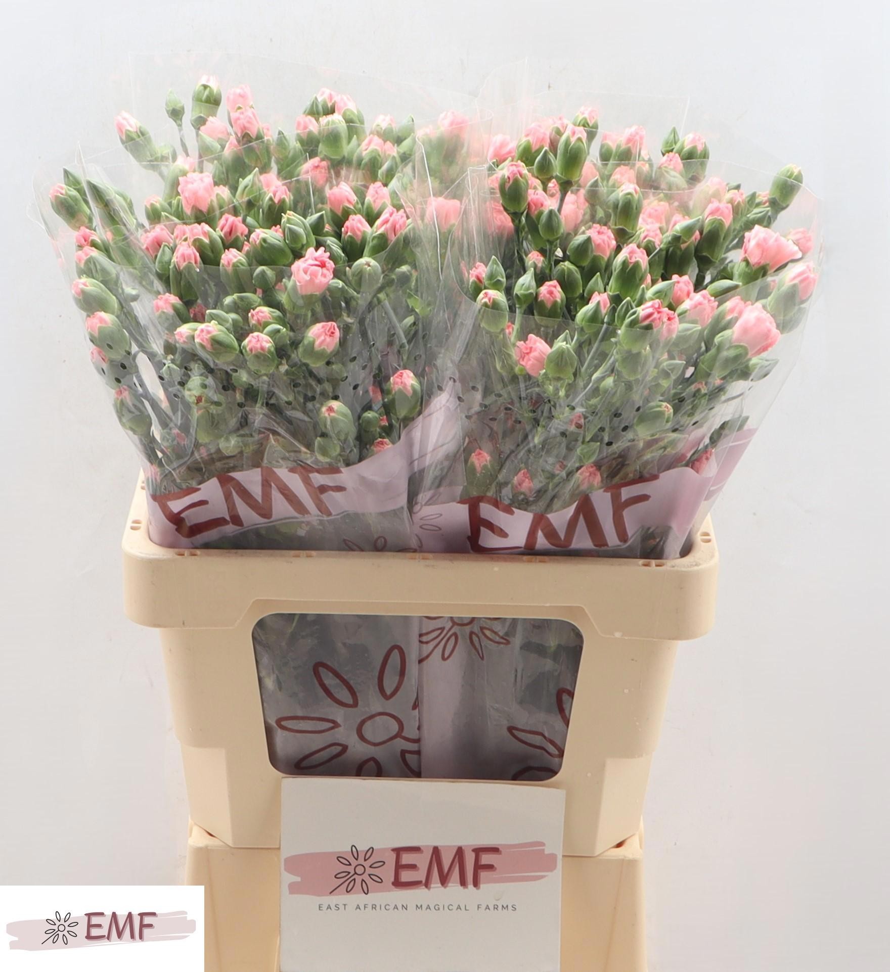 Clavel Hol. Mini Rascal Pink 60cm 45gr