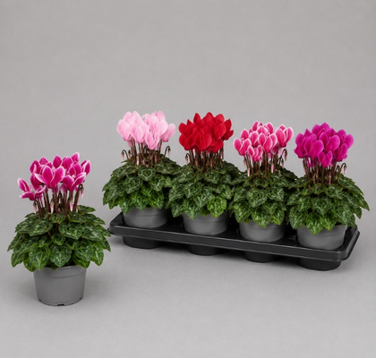 P. Cyclamen Md Super Macro Mixto 13/25cm "CC4"