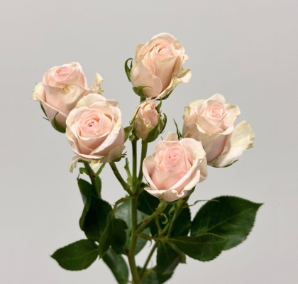 Ramificada Royal Porcelina 50cm (7 Dias - 2�)