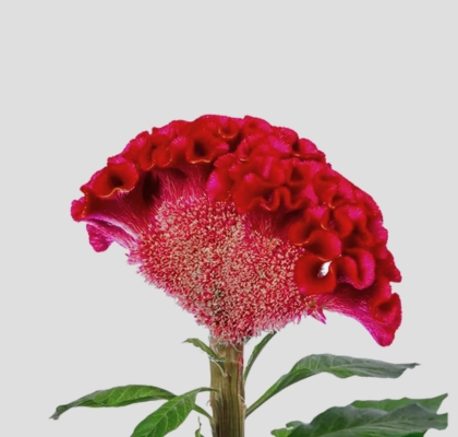 Celosia Italia Dark Red 80cm