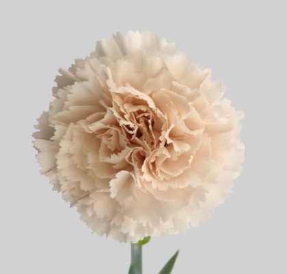 Clavel Col. Fancy Brut T"25"