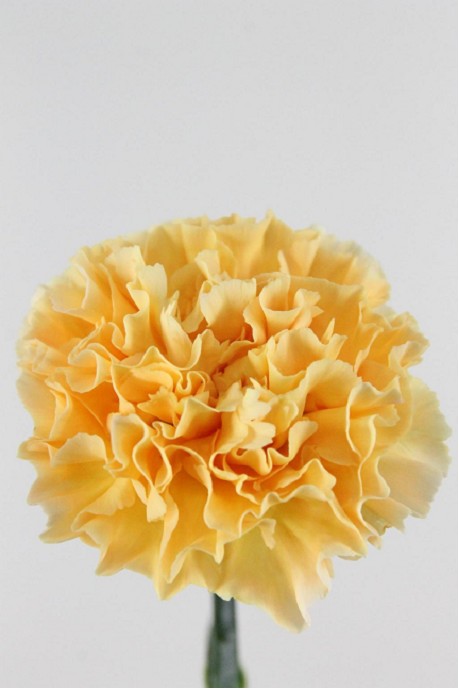 Clavel Col. Fancy Caroline Gold "T25"