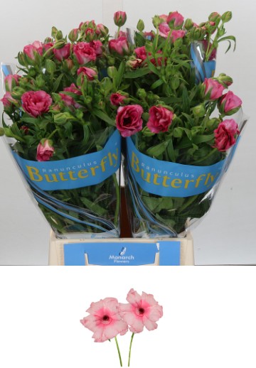 Ranunculos Hol. Butterfly Jupiter 40cm 50gr "T10"