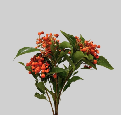 Pittosporum Italia Rombofoglia 50cm 200gr