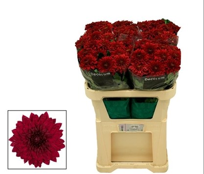 Uniflor Hol. Monza 100gr