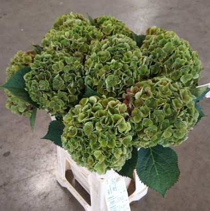 Hortensia Hol. My Beautiful Rio Classic 60cm �18/20 bic.