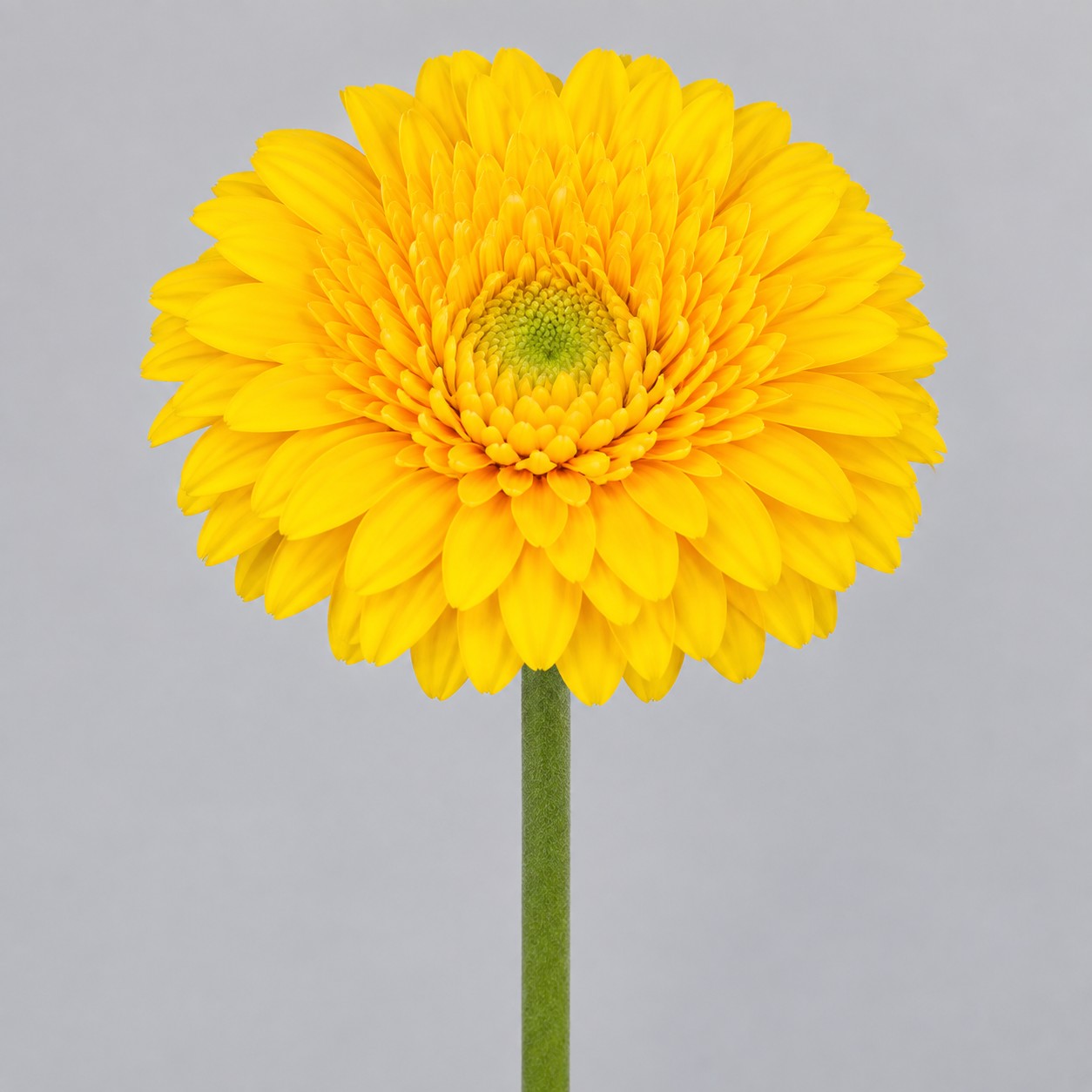 Gerbera Mini Hol.  Gerponi Sunlight Am. "T20"