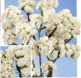 Statice Hol. White Starlight Wings 50cm 20gr "T25" Bl.