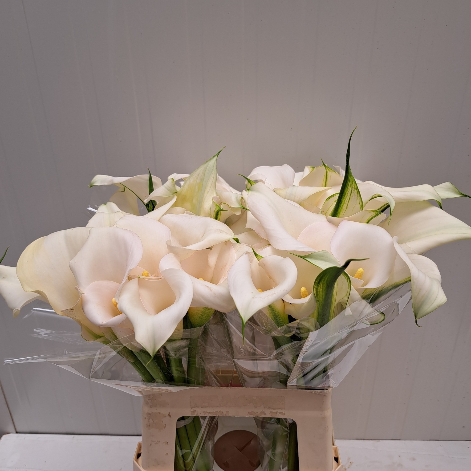 Calla Ivory Art 60cm "Doble Flor"