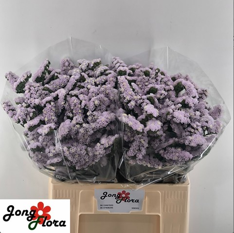 Statice Hol. Fairy Wings 60cm 25gr "T25" Malva