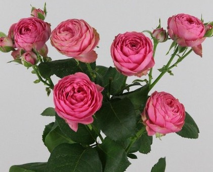 Ramificada Giselle! 70cm