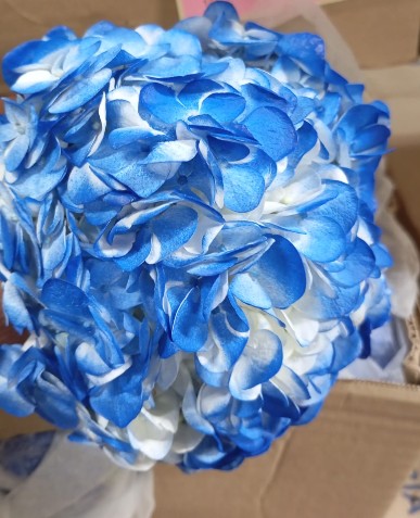 Hortensia Select Tint. Shocking Blue 60cm �15/16