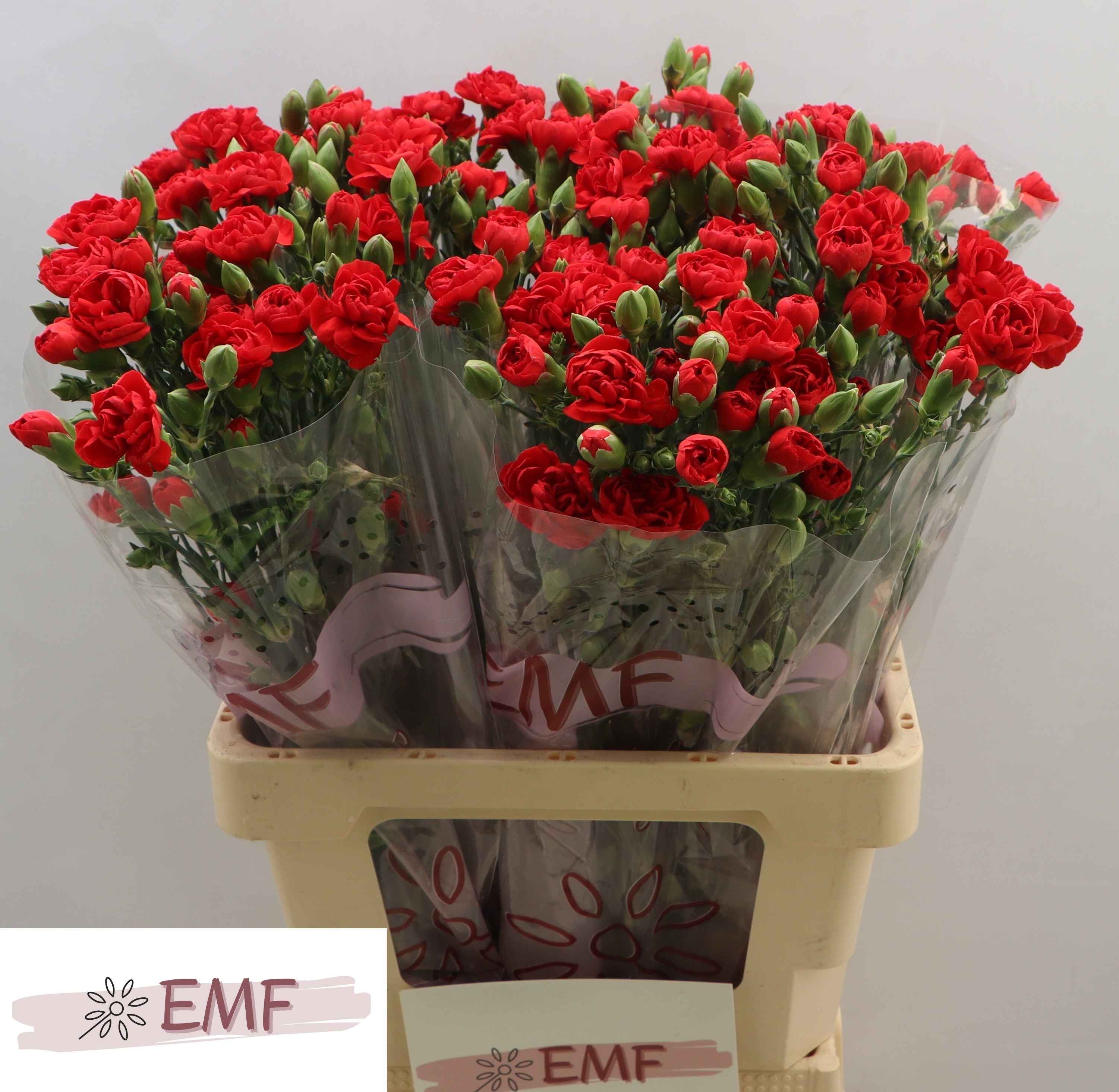 Clavel Hol. Mini Token 65cm 45gr