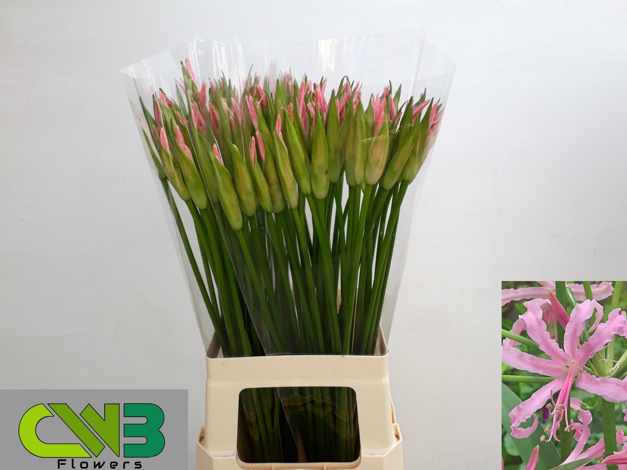Nerine Stefanie 60cm