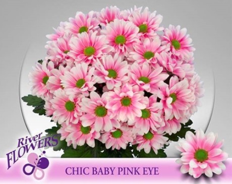 Margarita Hol. Chic Baby Pink Eye  85gr Rs.