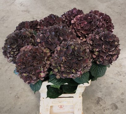 Hortensia Hol. D. Ruby Classic 65cm �20/22