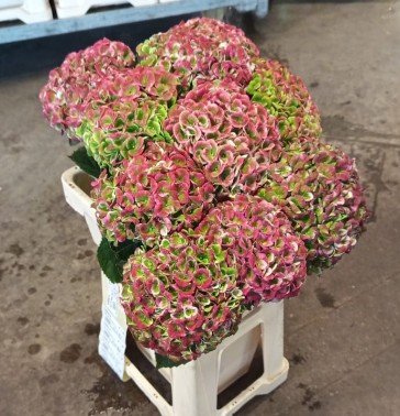 Hortensia Hol. M Mag. Rev. Clas. 60cm �16/18