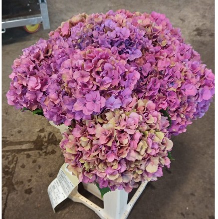 Hortensia Hol. Roy. Venice Classic 60cm �18/20 Bic.