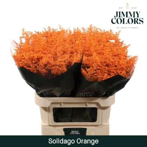 Solidago Pintado Orange 70cm 25gr "T25"