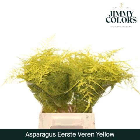 Esparraguera Pintada Yellow 45cm "T50"