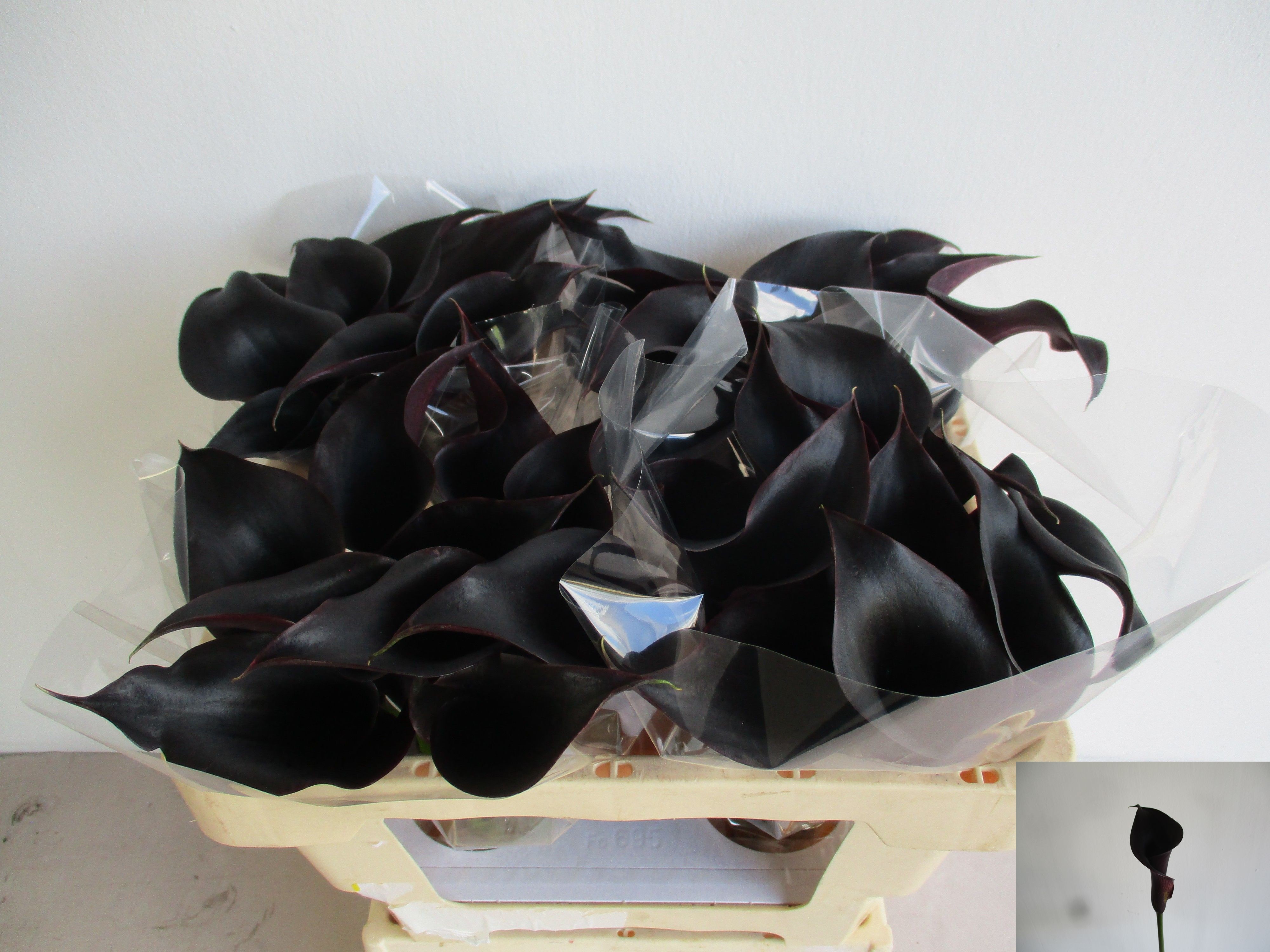 Calla Escape 45cm
