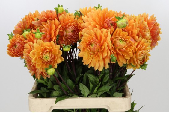 Dalia Hol. Renato Tosio 60cm "CC40"