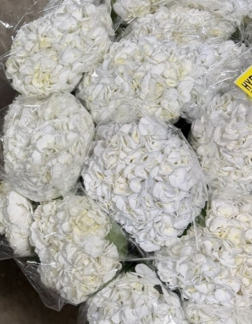 Hortensia White Polar Super 60cm �19/20