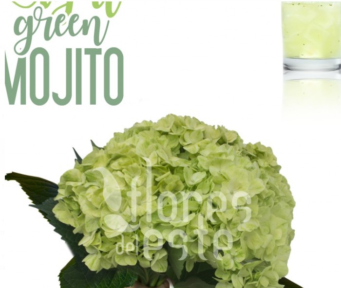 Hortensia Petite Green Mojito �14/15