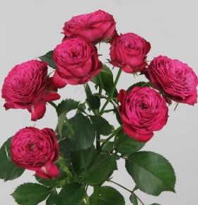 Ramificada Rush 40cm Fres.