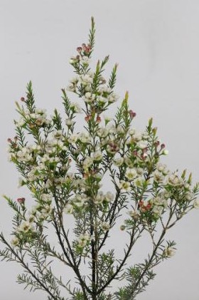 Flor Cera Hol. Sirius 80cm 30gr "T25" BL.