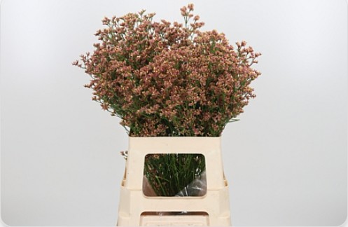 Limonium Hol. Inca Diamond 70cm 30gr "T25"
