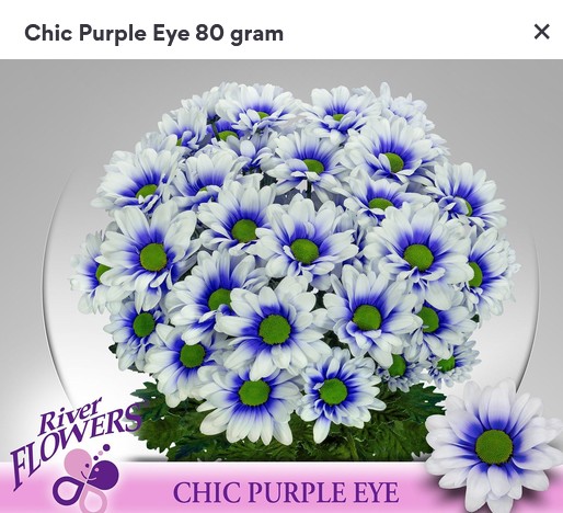 Margarita Hol. Chic Purple Eye 85gr Az.