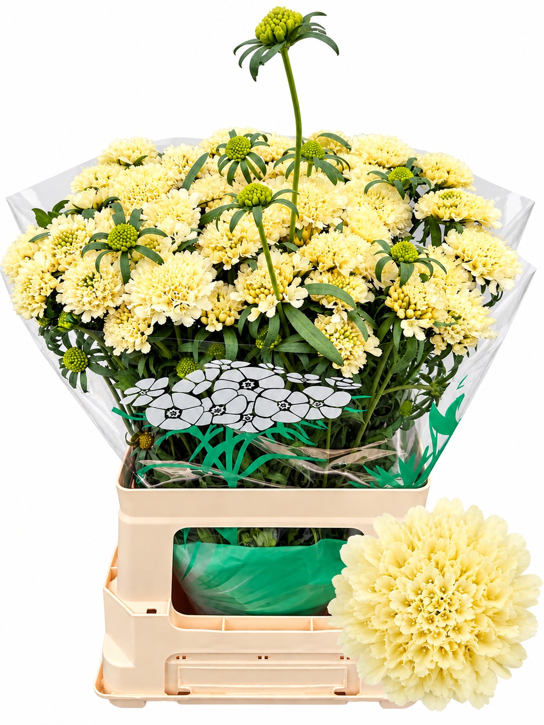 Scabiosa Atro Banana Scoop 60cm "T50"