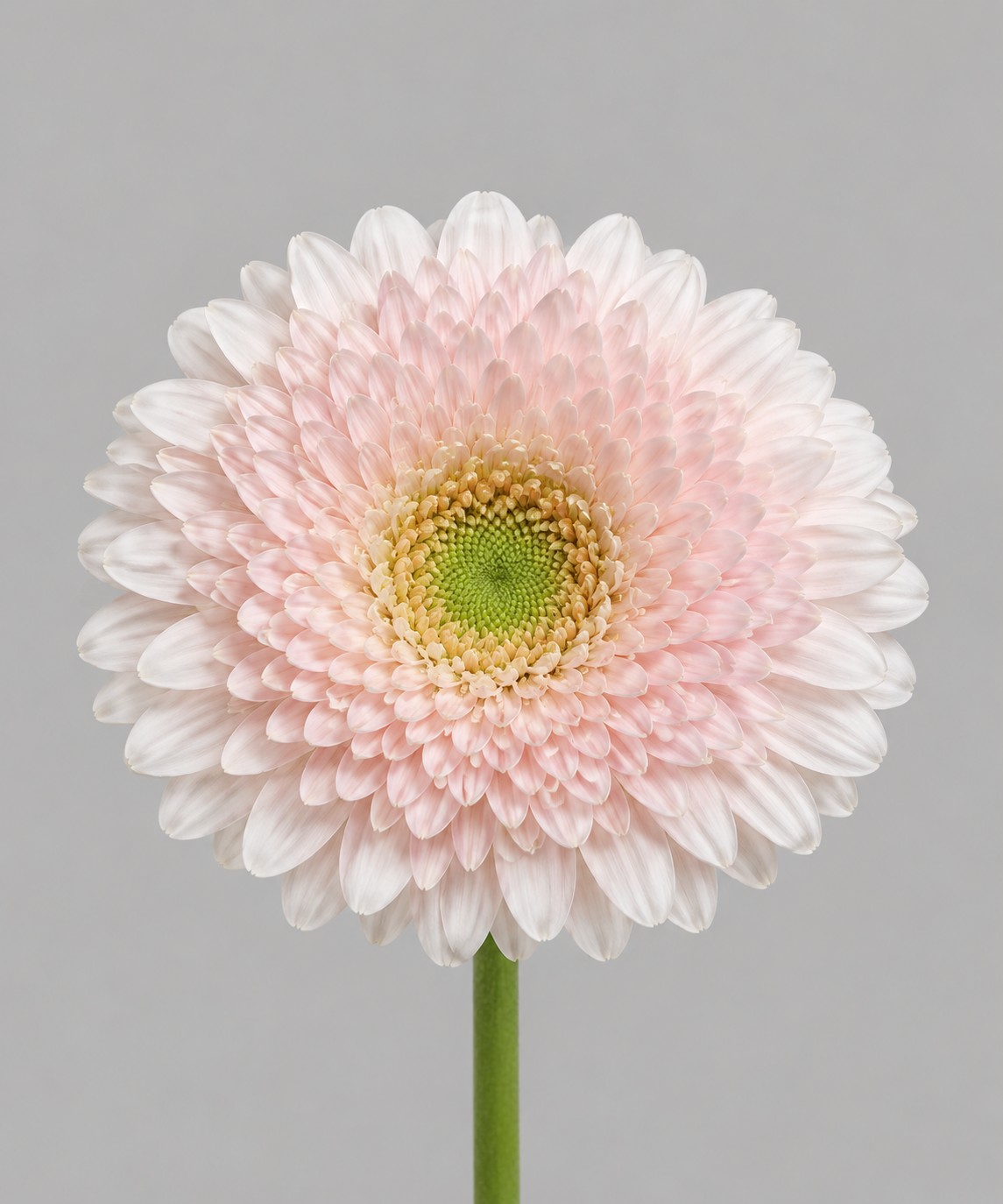 Gerbera Mini Hol.  Bolero PinkJay "T20"