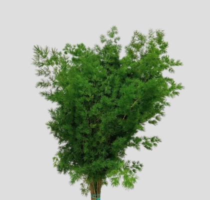Myroclaudio Nac. 60cm "Paquete"