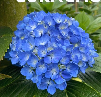 Hortensia Select Curacao �15/16