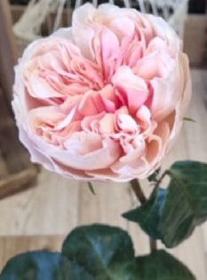 Rosa Col. Tip Top 50cm