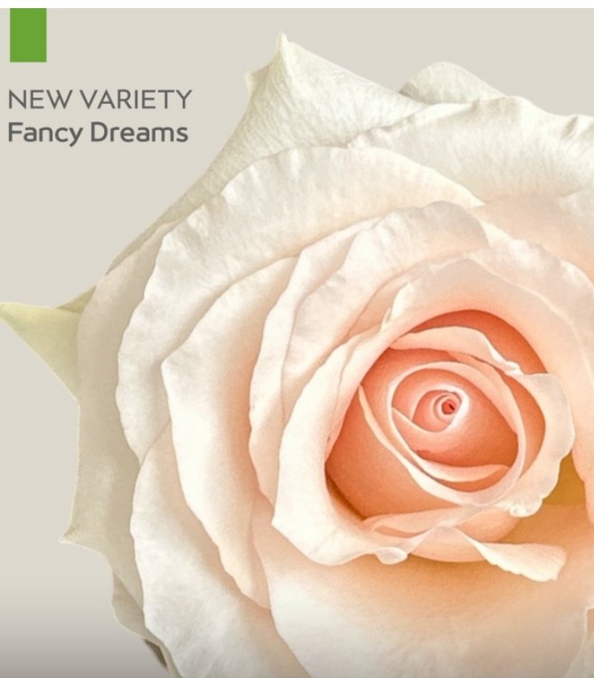 Rosa Ecu. Fancy Dreams 40cm