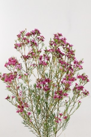 Flor Cera Hol. Happy Days 55cm 20gr "T25"