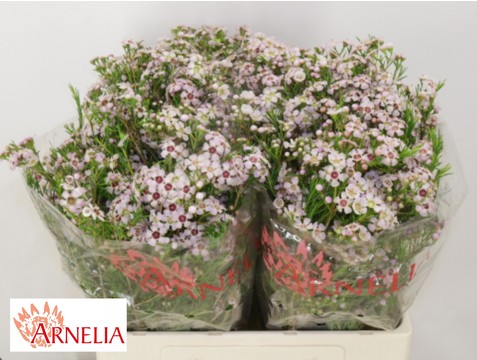 Flor Cera Hol. Katrien 60cm 25gr "T25"