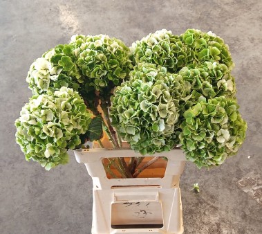 Hortensia Hol. White Verena Classic 60cm �16/18