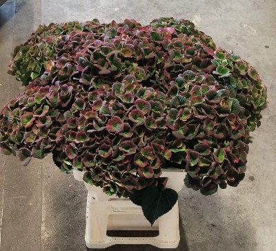 Hortensia Hol. Mag. Charlotte Clas. 65cm �18/20
