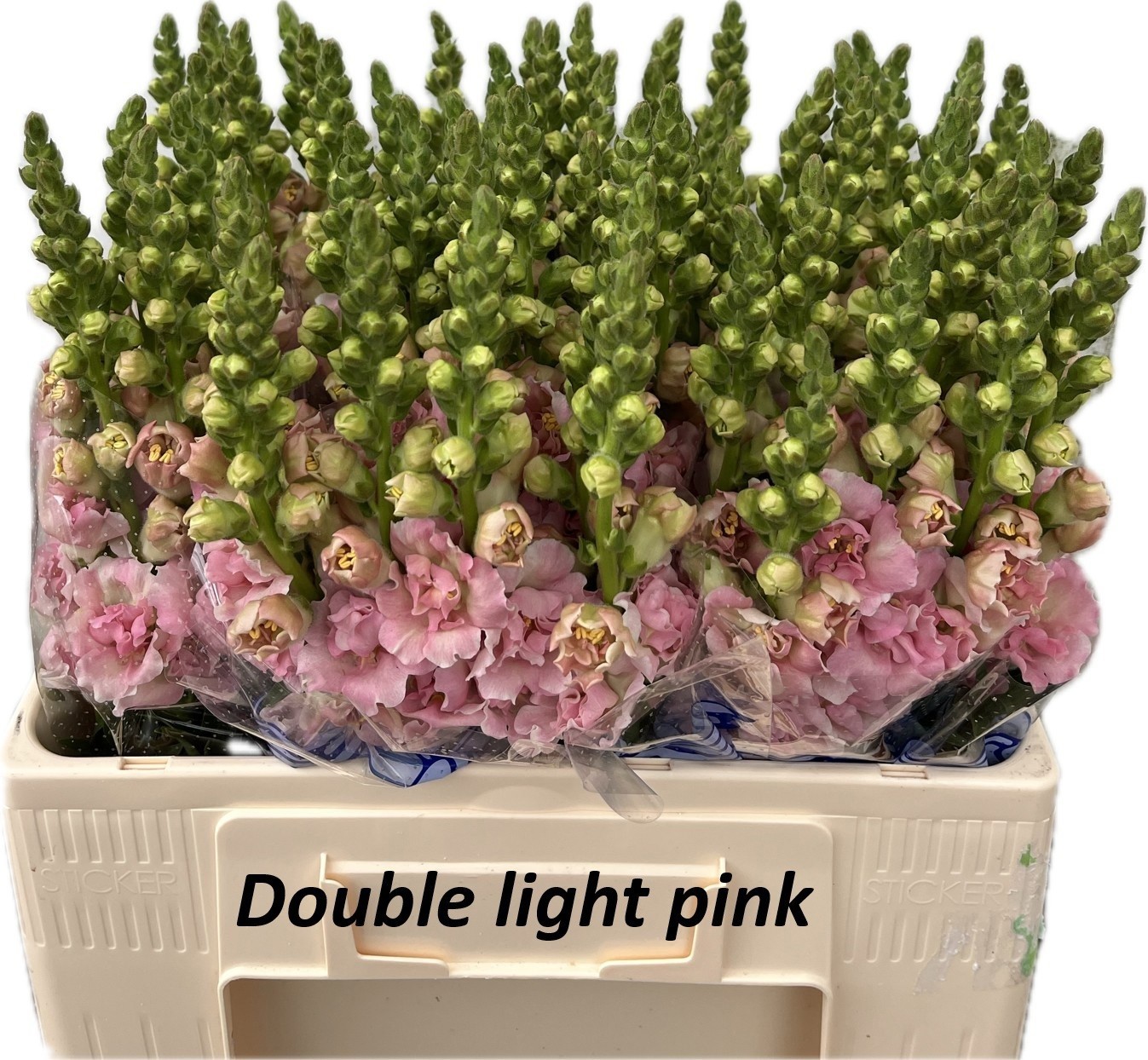 Antirrhinum Hol. Ov. Madame Butterfly Light Pink 60cm