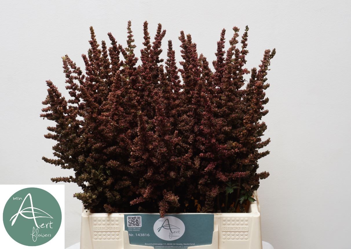 Astilbe Autumn Glow 45cm