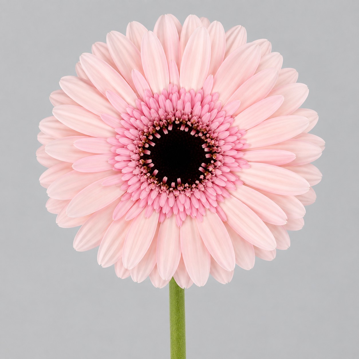 Gerbera Mini Hol. Studio "T20"