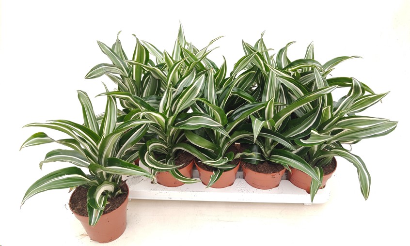 P. Dracena Hol. Jade Jewel 12/25cm x10  1 tallo