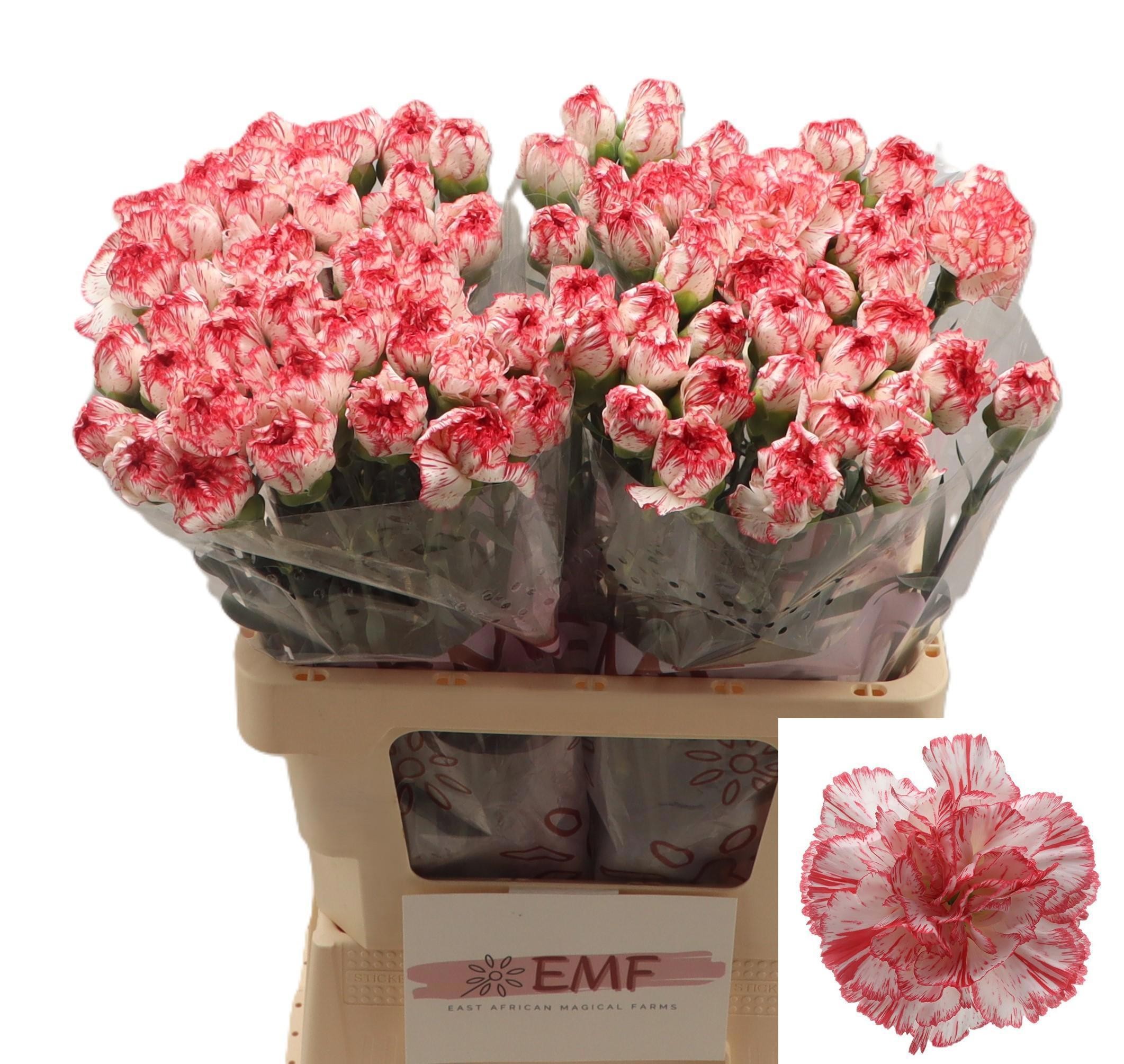 Clavel Hol. 60cm Coralie